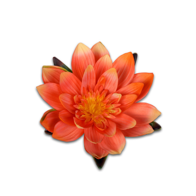 Nénuphar flottant pêche L