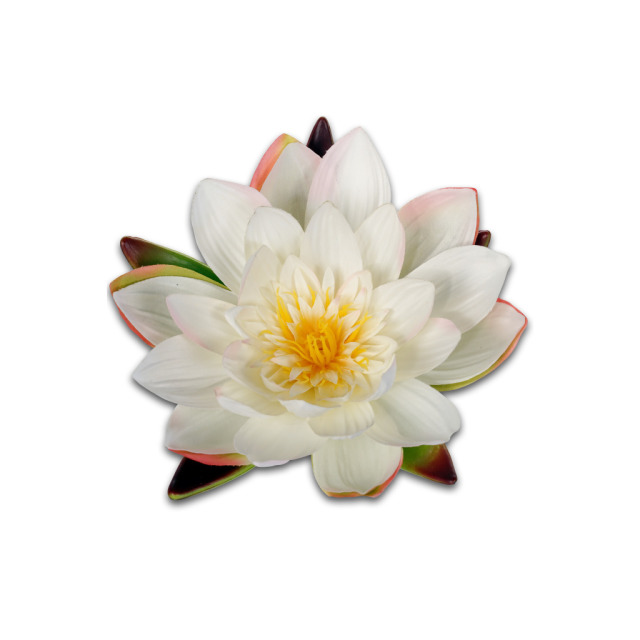 Nénuphar crème flottant L