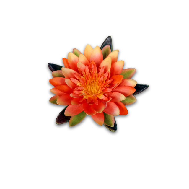 Nénuphar flottant pêche S