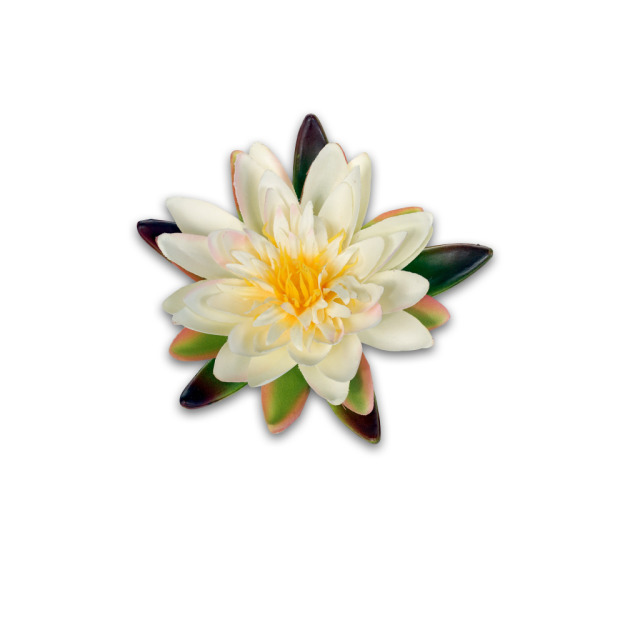 Nénuphar crème flottant S
