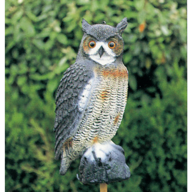 Hibou grand
