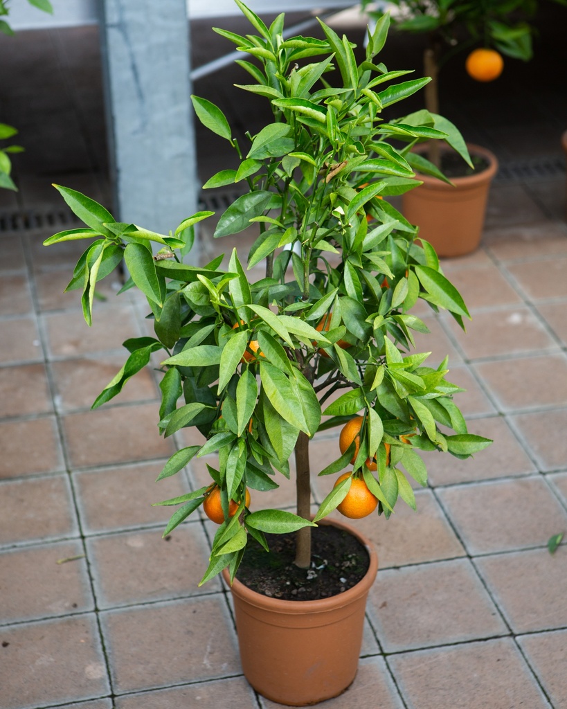 Citrus reticulata