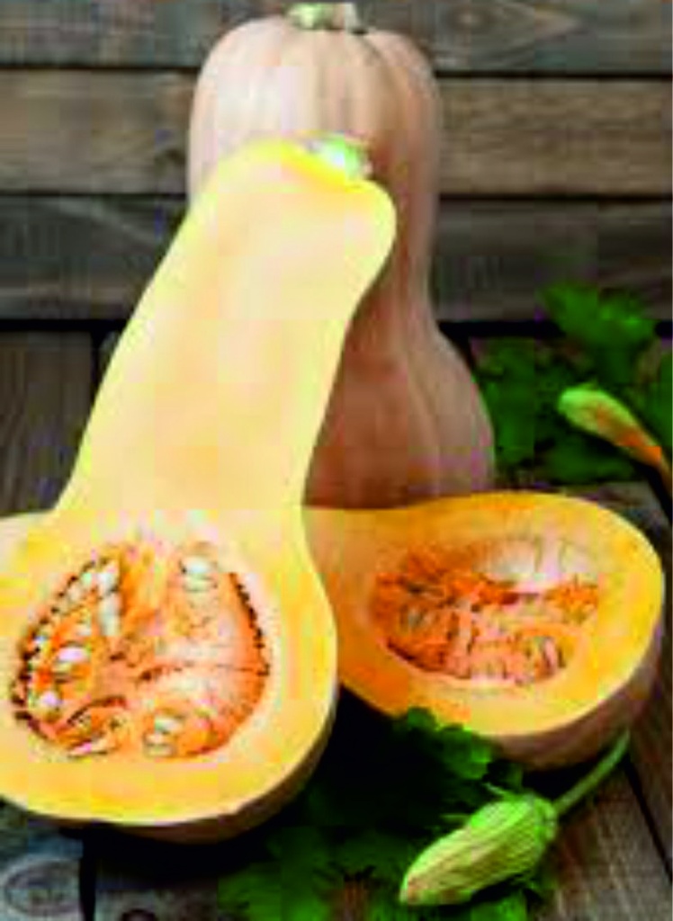 Courge 'Butternut'