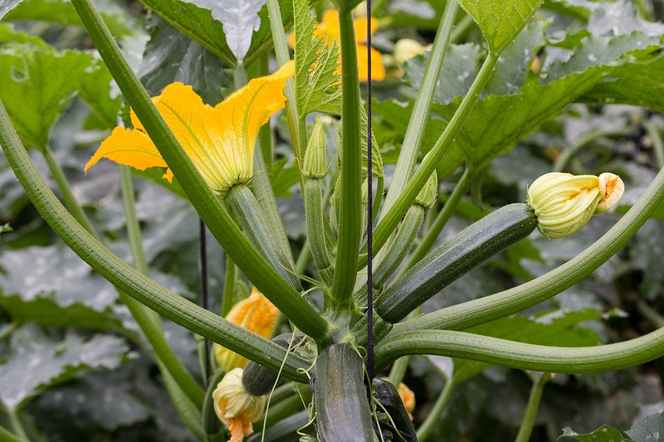 Courgette verte 'Diamant F1'