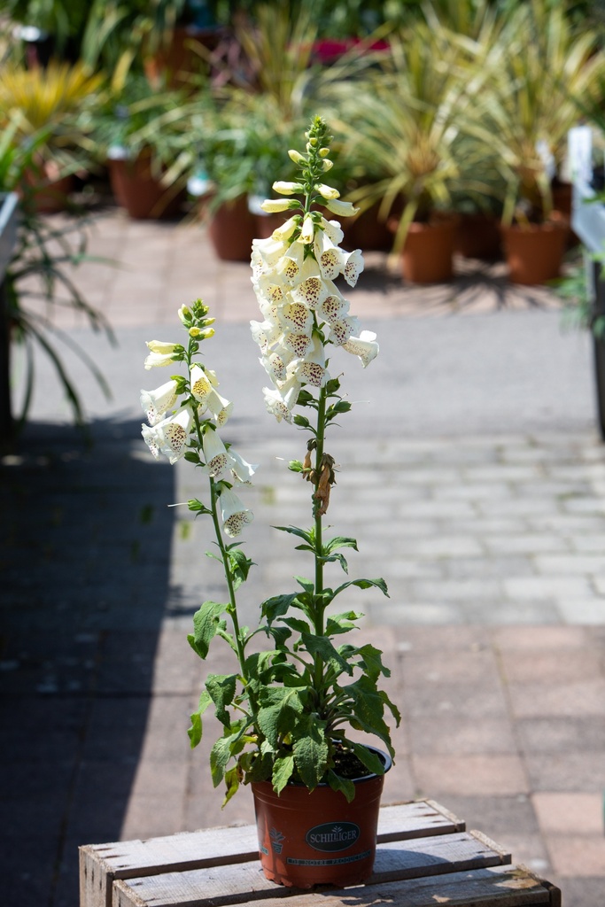 Digitalis purpurea 'Excelsior'