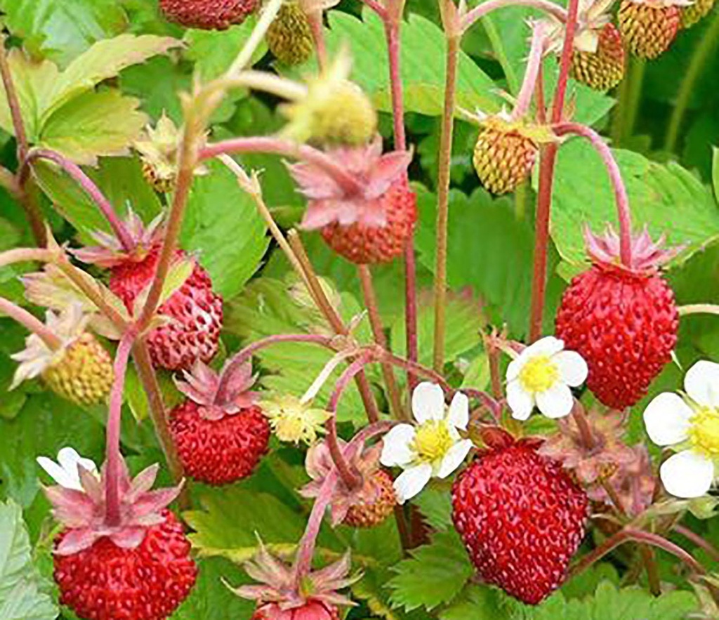 Fraisier 'Alexandria' 4 saisons