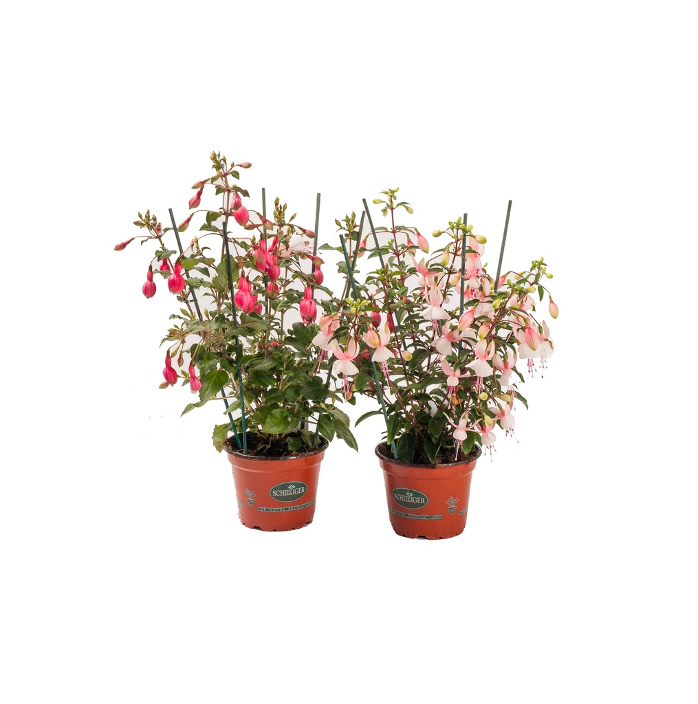 Fuchsia