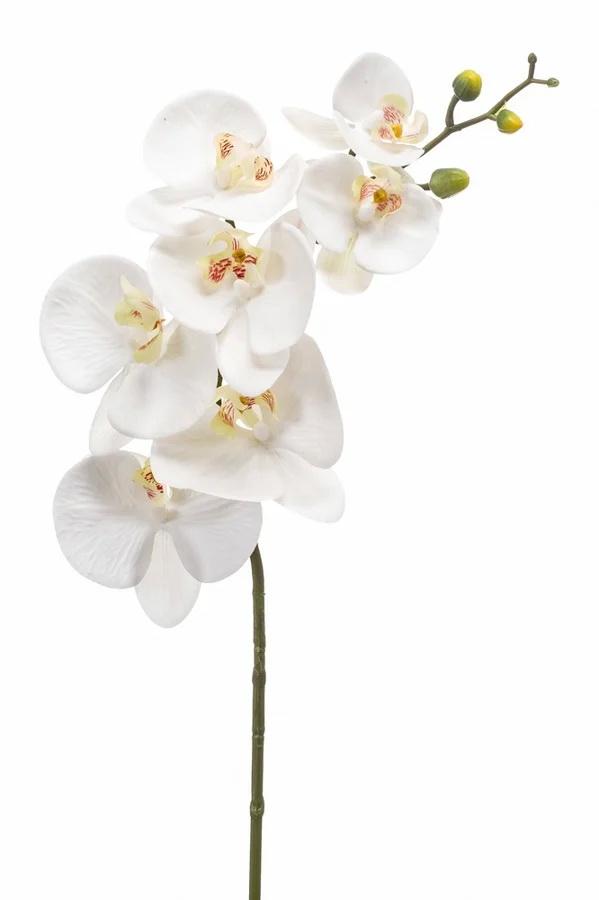 Phalaenopsis RT artificiel