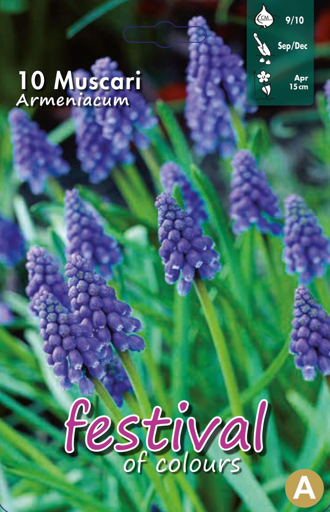 Muscari armeniacum