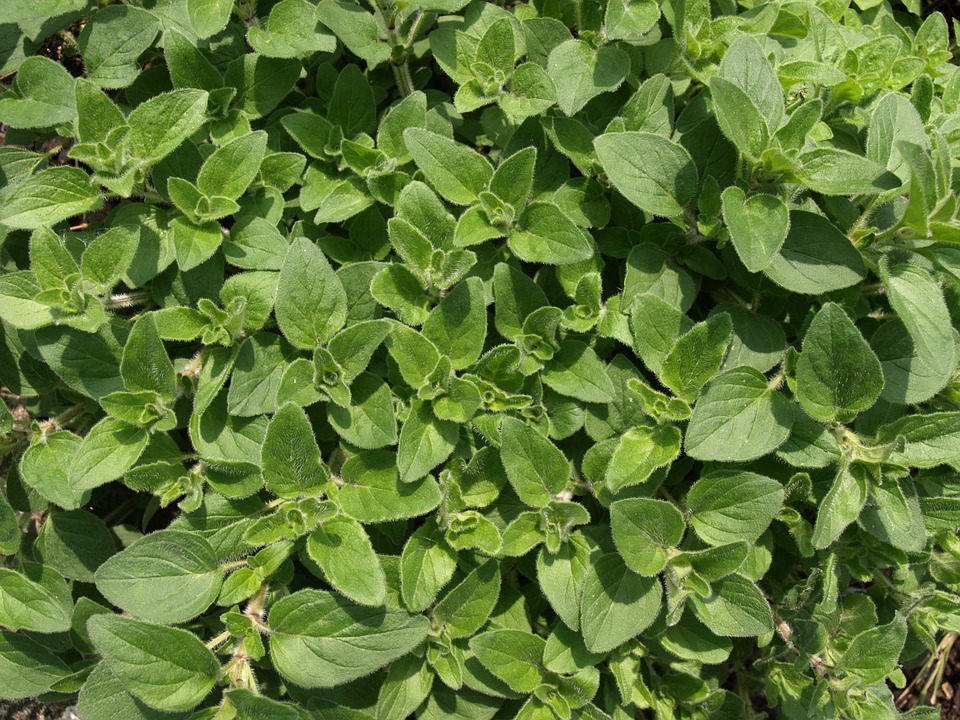 Origanum vulgare 'Hot and Spicy'