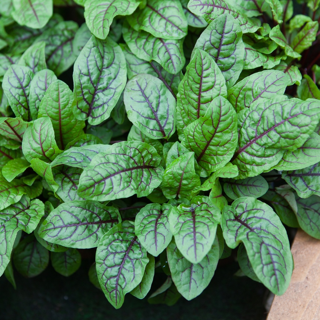 Oseille 'Red Stripe'