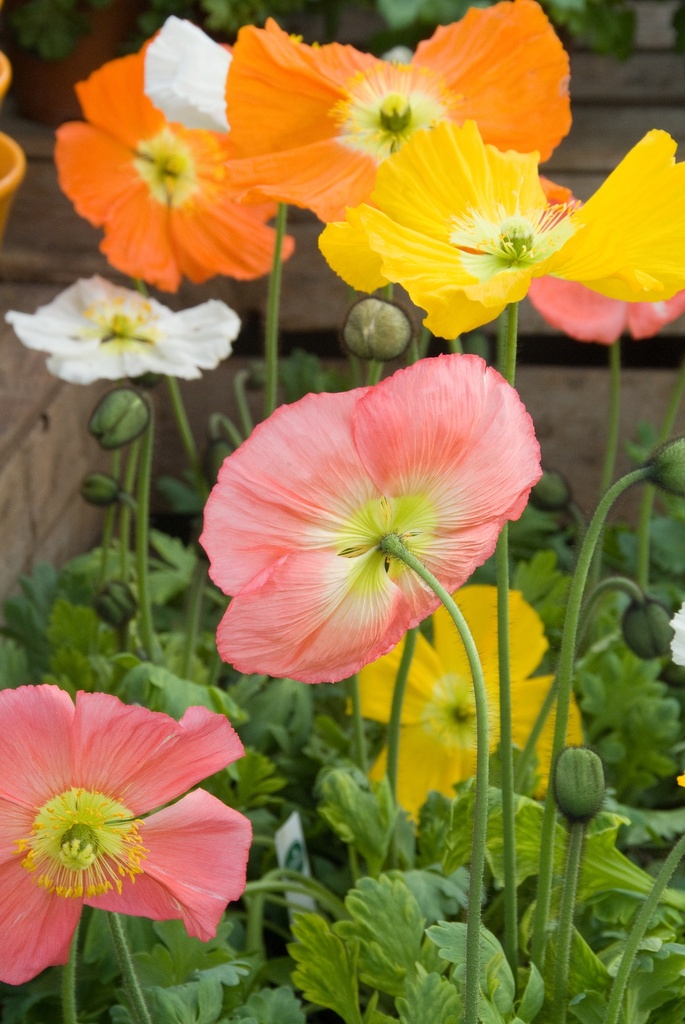 Papaver nudicaule