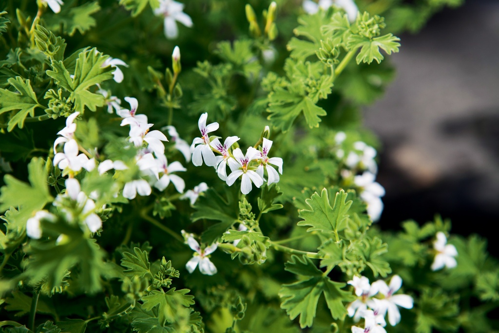 Pelargonium x fragrans 'Lilian Pottinger'