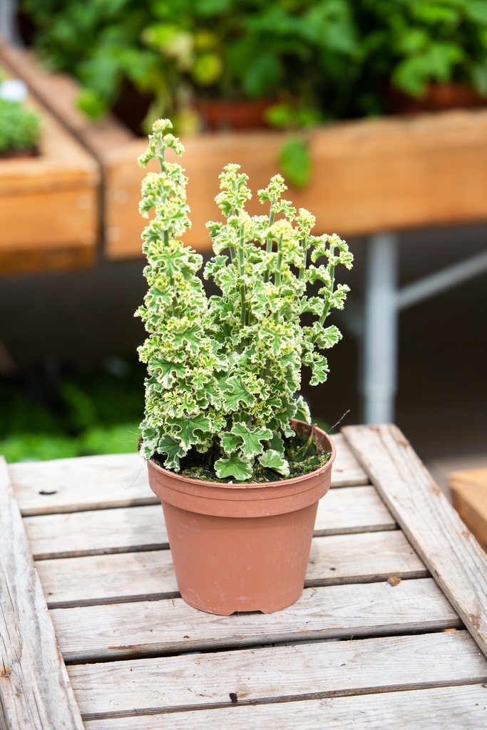 Pelargonium x fragrans 'Variegata'