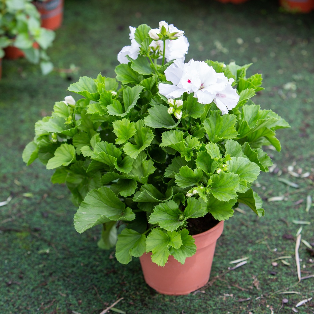 Pelargonium grandiflorum