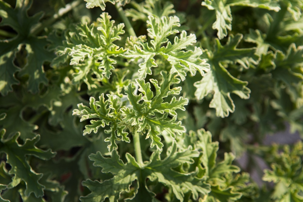 Pelargonium 'Lady Plymouth'