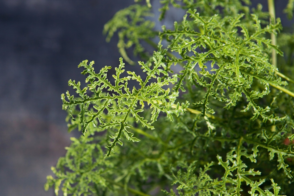 Pelargonium filicifolium