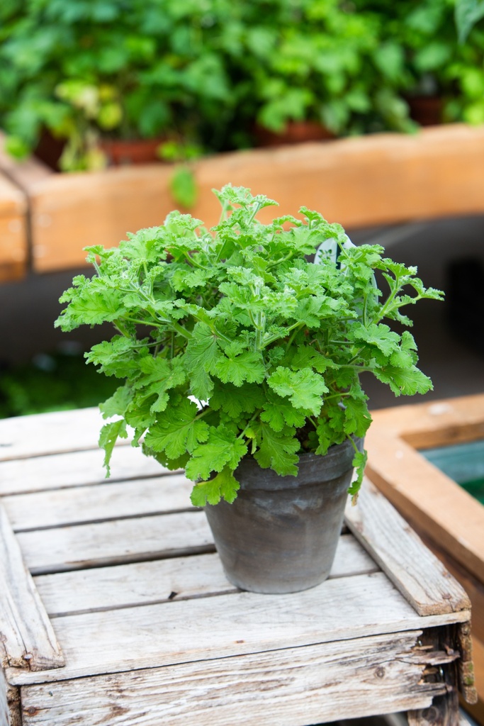 Pelargonium 'Concolor Lace'