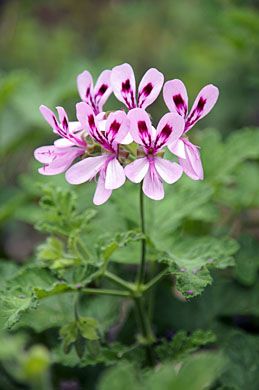 Pelargonium quercifolium