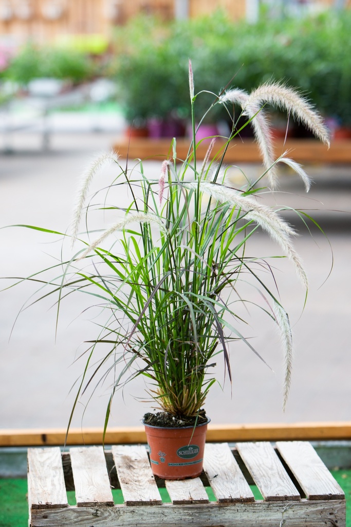 Pennisetum setaceum 'Rubrum'