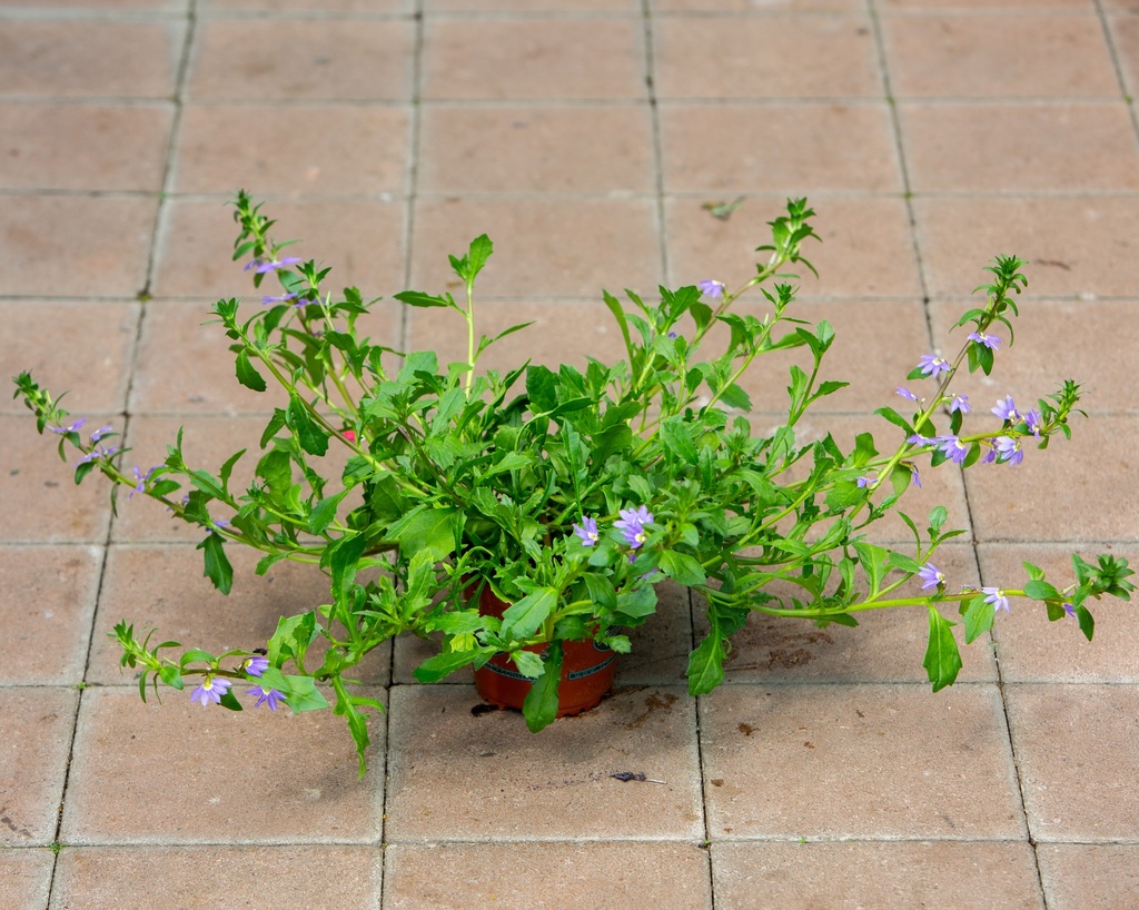Scaevola