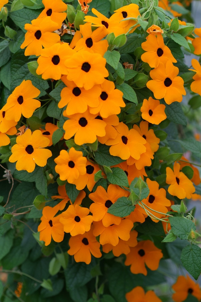 Thunbergia alata en pyramide