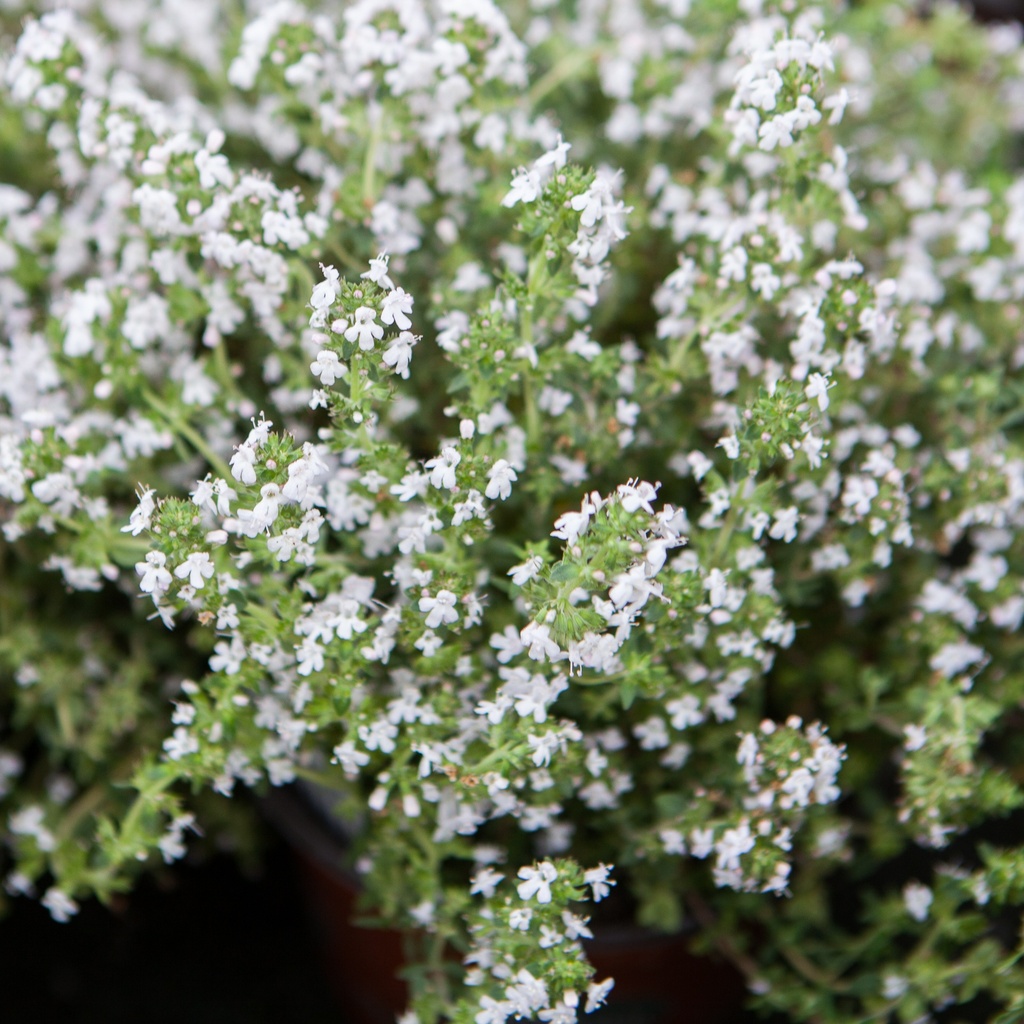 Thymus citriodorus fragrans 'Orange'
