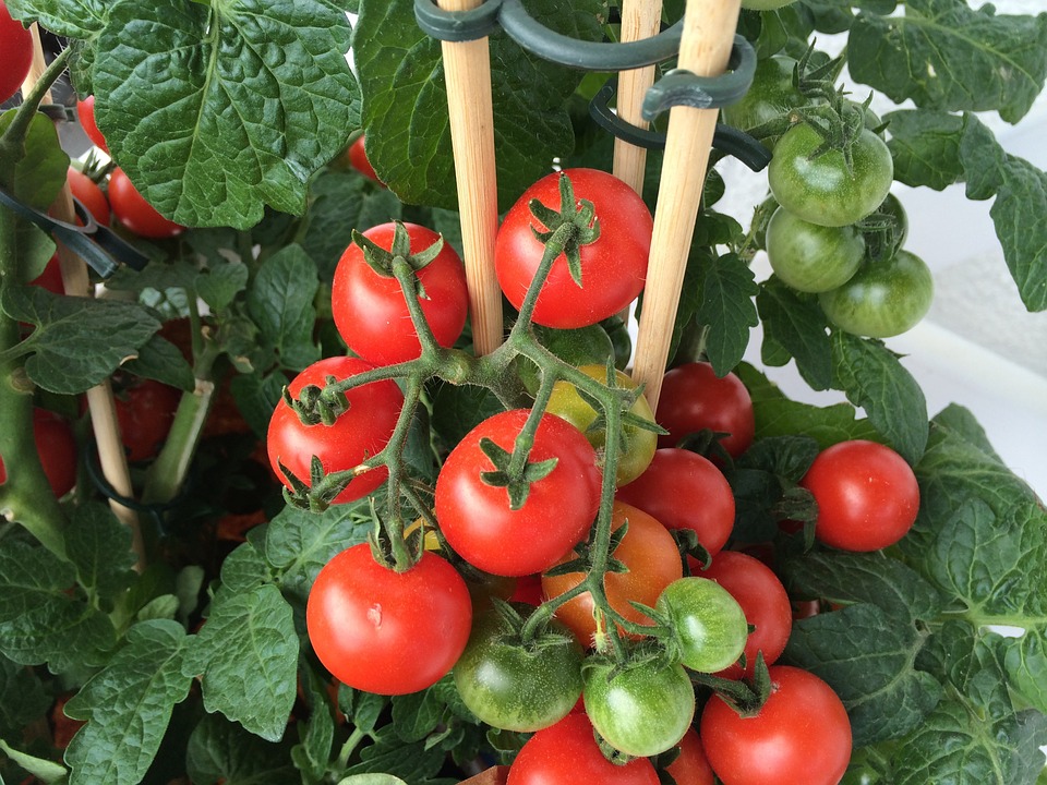 Tomate 'Totem' F1