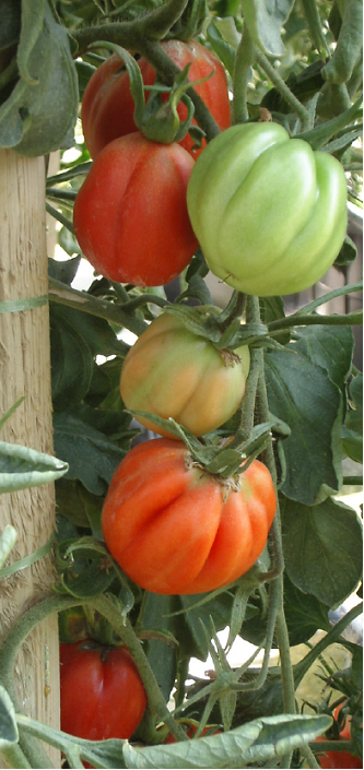 Tomate greffée 'Coeur de Boeuf'