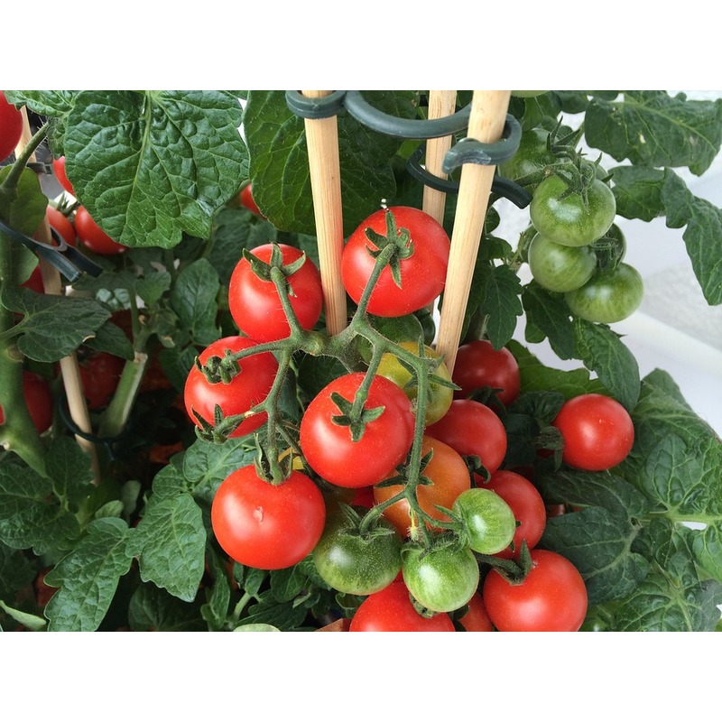Tomate 'Totem'