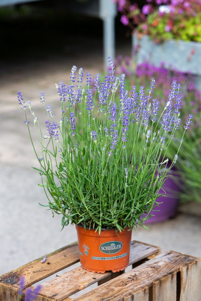Lavandula angustifolia 'Munstead'