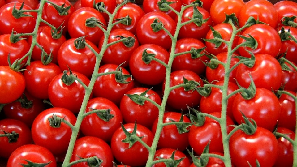 Tomate 'Gardner's Delight'