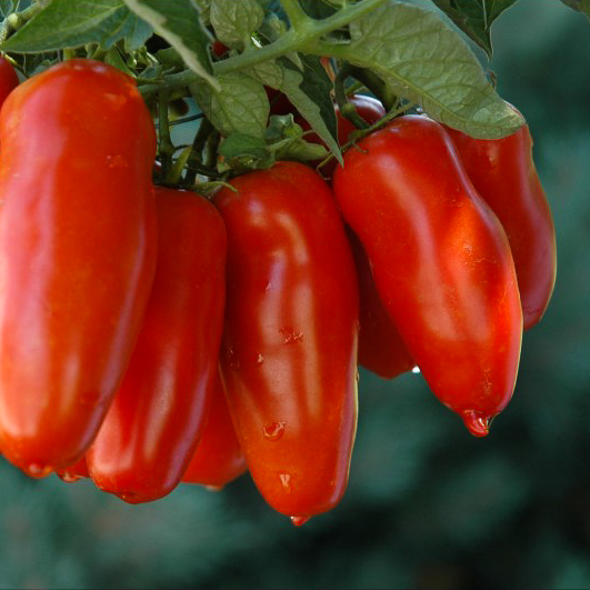 Tomate 'Mirza F1'