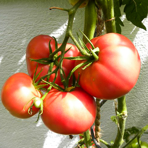 Tomate greffée 'Rose de Berne'