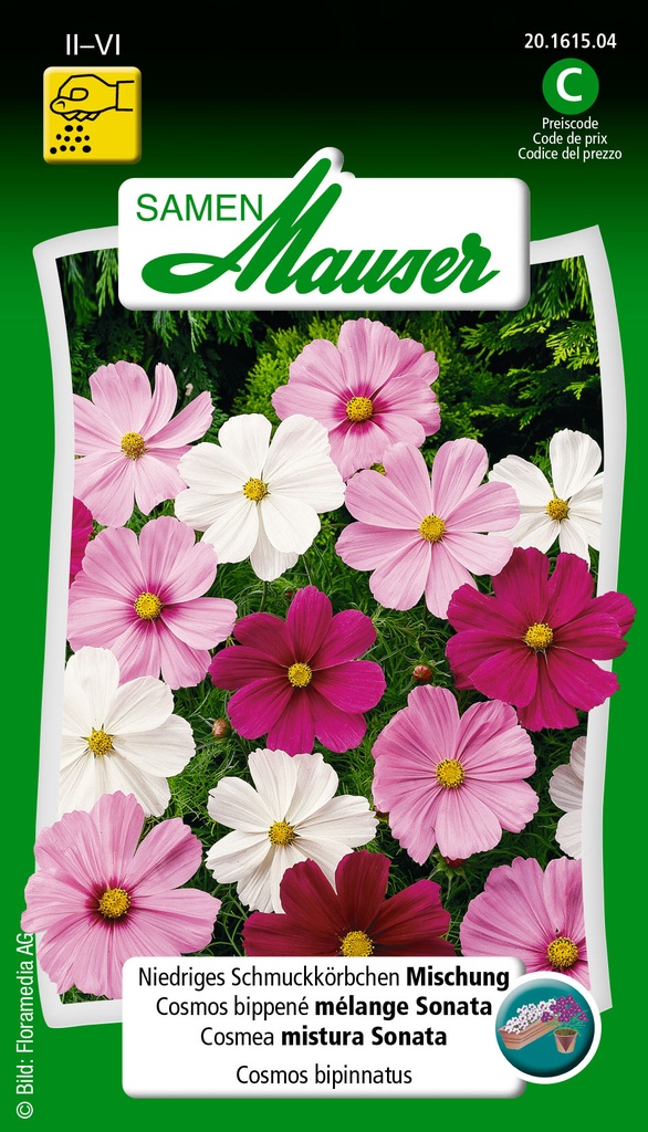 Cosméa mélange naine