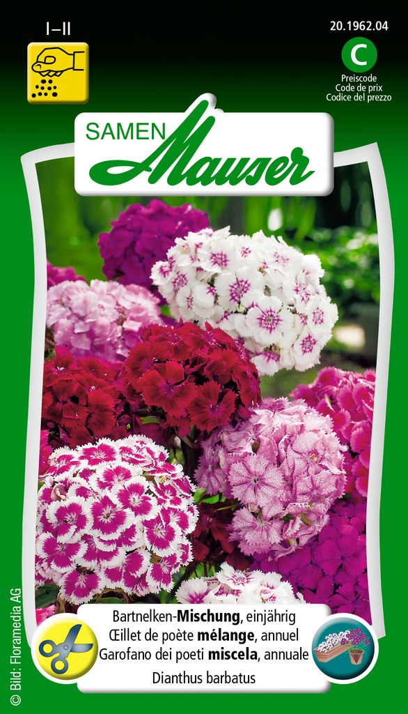 Oeillet de poète annuelle mél.