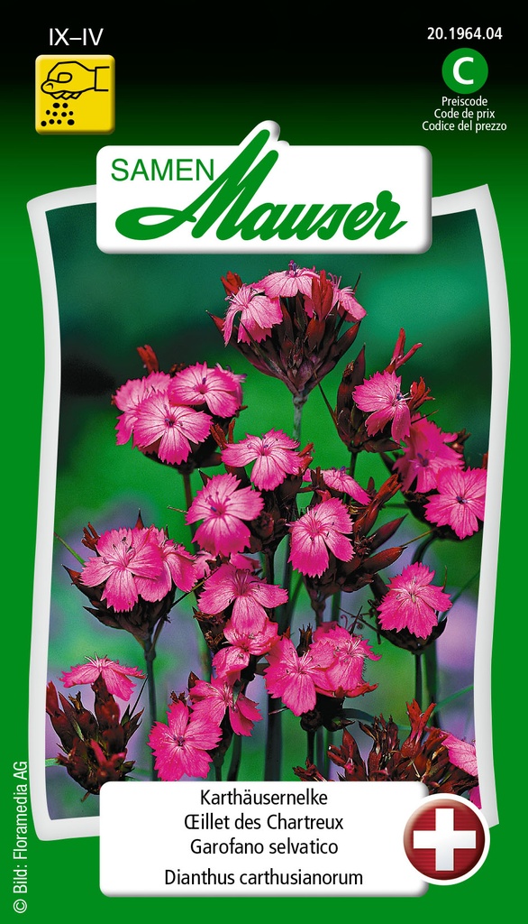 Oeillet des Chartreux rouge