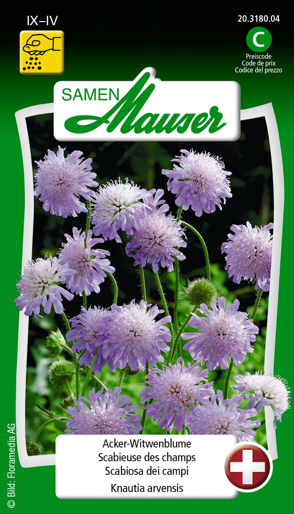 Knautie des champs  bleue