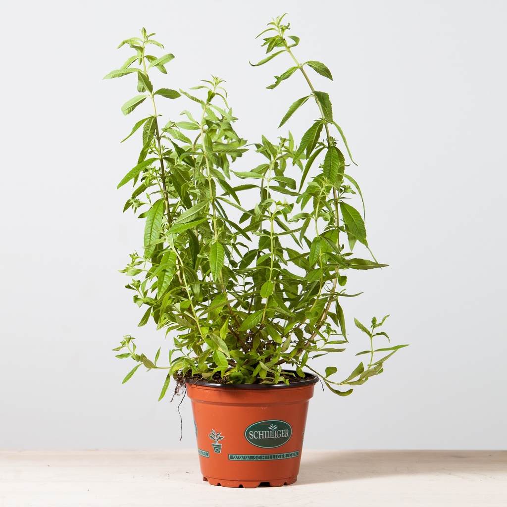 Verveine citronnelle