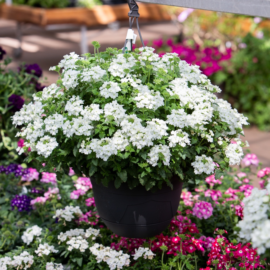 Verbena