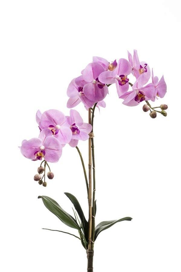 Phalaenopsis 2 branches avec feuilles sans pot artificiel