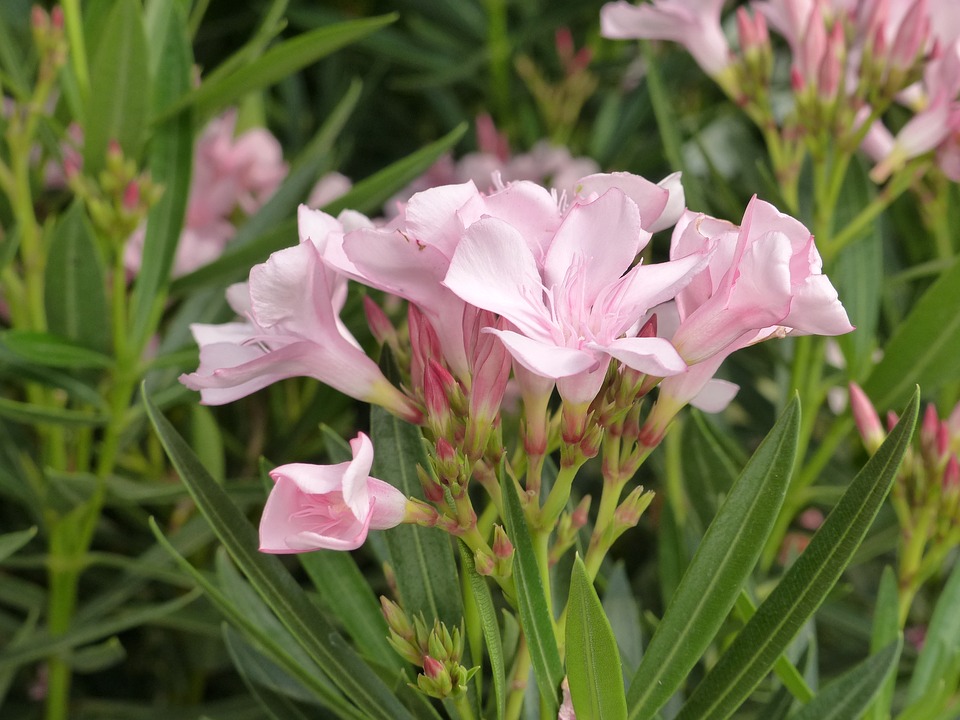 Nerium oleander