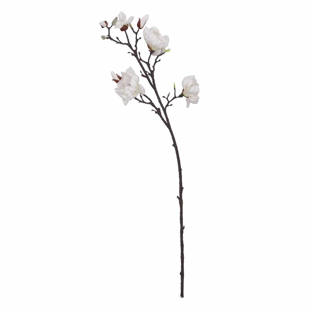 Magnolia en branche