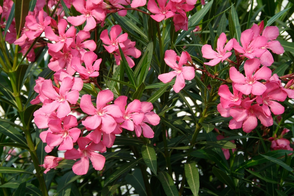 Nerium oleander
