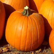 Courge 'Halloween'