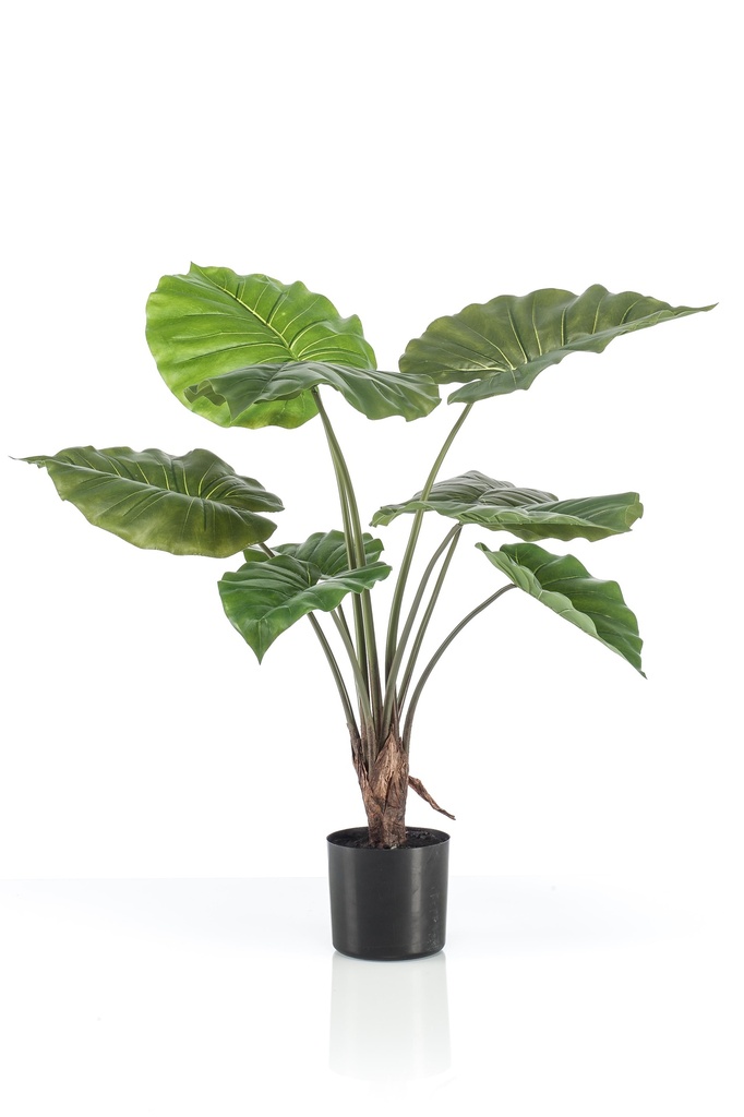 Alocasia artificiel
