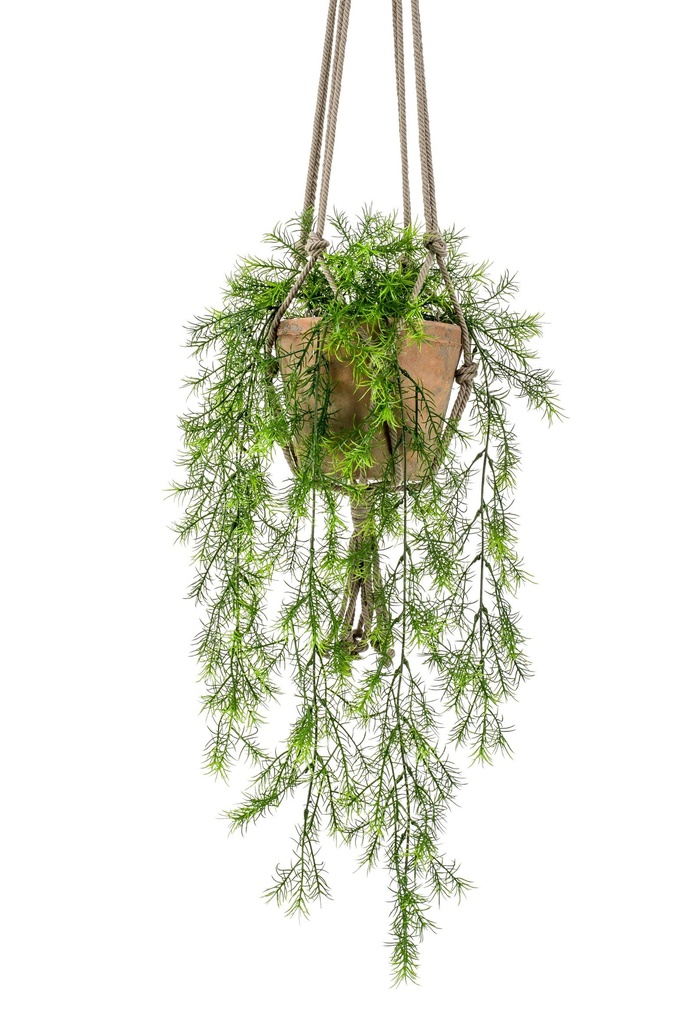 Asparagus sprengeri à suspendre avec pot antique artificiel