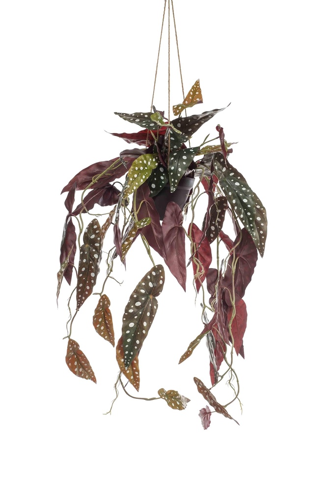 Begonia maculata à suspendre artificiel