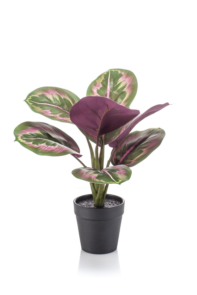 Calathea en pot noir artificiel