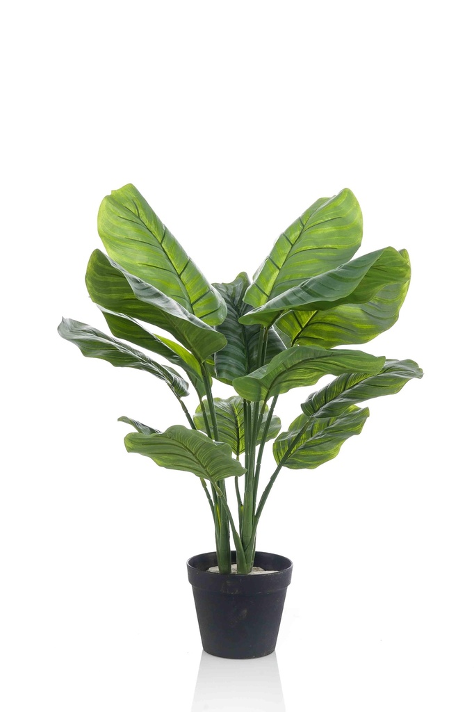 Calathea Orbifolia artificiel